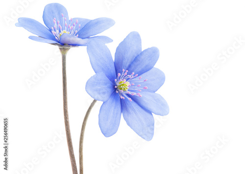 blue flower isolated