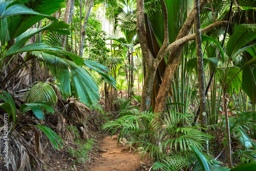 Footpath in tropical rainforest. The Vallee De Mai palm forest ( May Valley), island of Praslin, Seychelles.