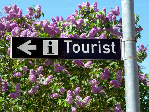 Hinweisschild für Tourist Info vor Fliederbusch