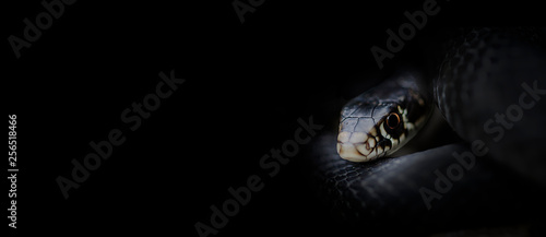 banner on black with photo of lurking snake