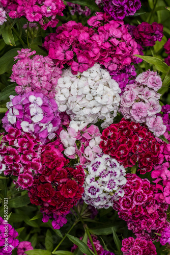 Sweet William Tall Mixed Colors