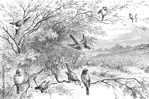 Representation of birds on branches - Vintage Engraved Illustration, 1894