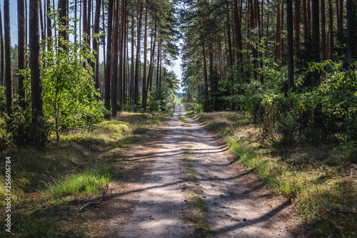 Forest road in Tuchola Pinewoods in Kujawy-Pomerania Province of Poland