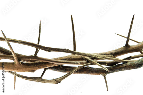 Close up photograph of branches with thorns isolated on white background