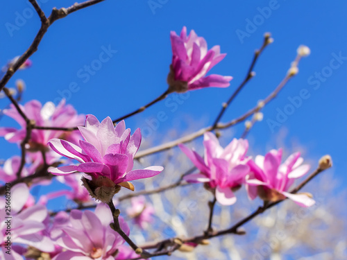 Close-up of buds and flowers of pink magnolia on a bright blue sky background. Blossoming of magnolia tree on a sunny spring day.