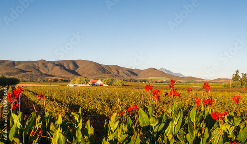 Little karoo landscape, house, mountain and flower at sunset, South Africa