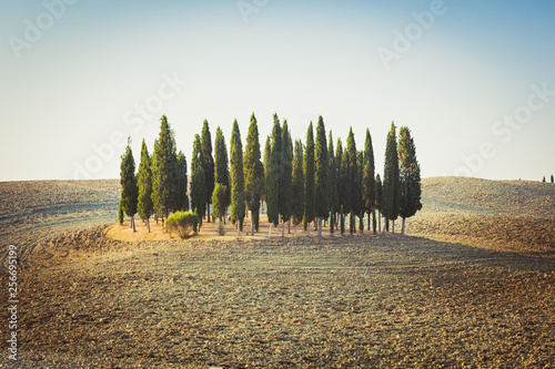 Cypress garden on a hill among empty rolling fileds in Tuscany