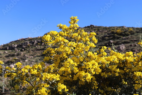 wild flowers, close up Flowers Yellow With thorns in a Wild tree bush Gorse. yellow flowers of blue sky