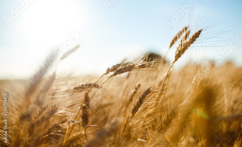 Amazing agriculture sunset landscape.Growth nature harvest. Wheat field natural product. Ears of golden wheat close up. Rural scene under sunlight. Summer background of ripening ears of landscape.