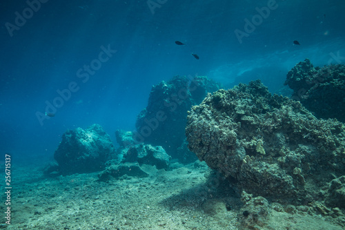 Coral reef scene and tropical fish