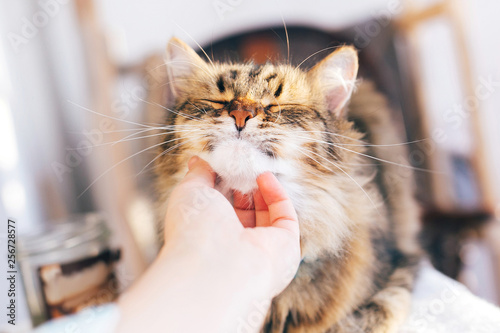 Owner hand caressing cute cat on table. Maine coon with funny emotions relaxing indoors. Person petting cat, sweet moment. Adorable furry friend, adoption concept. Pleasure