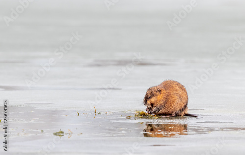 Muskrat in the water