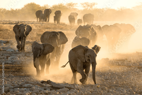 Elephant herd at dusty water hole