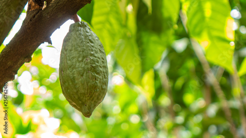 Cocoa fruit on tree Agriculture background