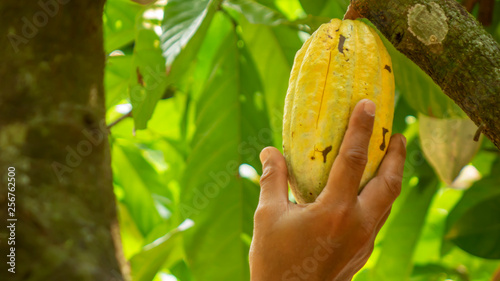 Hand picking cocoa fruit from tree