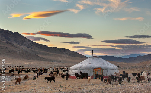 goats surrounding a yurt in Western Mongolia