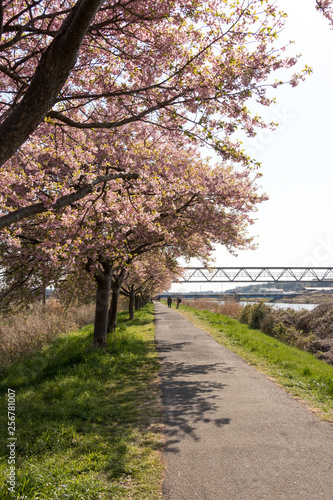 千葉県八千代市の新川千本桜 千葉県八千代市