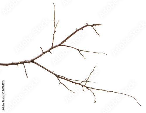 dry branch of the plum tree. isolated on white background