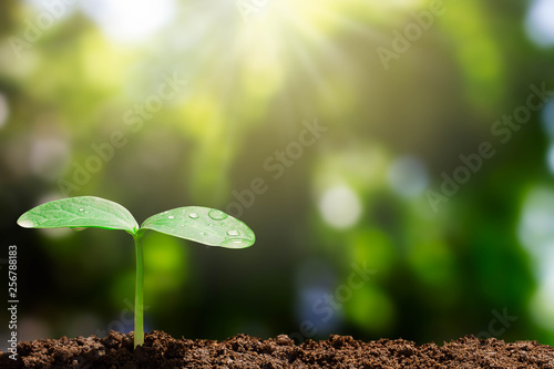 Growing green sprout with water drop on blurred green bokeh background with sunlight, environmental concept
