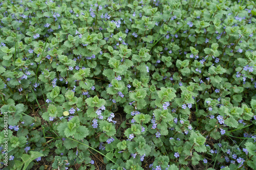 Lots of small violet flowers of Glechoma hederacea in spring