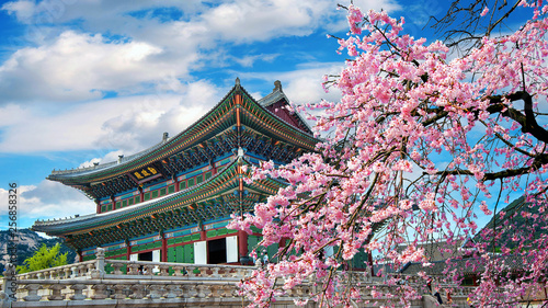 Cherry blossoms in spring, Seoul in Korea.