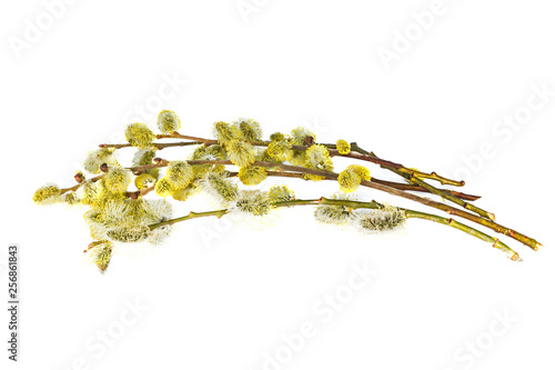 branches with flowers Salix caprea isolated on a white background. Willow (Salix caprea) branches with buds blossoming. 