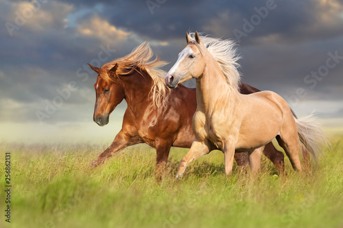 Red and palomino horse with long blond mane in motion on field