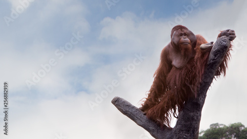 A Bornean orangutan, Pongo pygmaeus, climbed up to the top of the tree with blue sky
