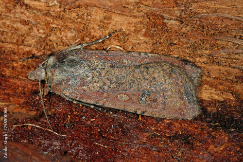 Peridroma saucia (HÜBNER, [1808]) Grassteppen-Bodeneule DE, NRW, Wuppertal, Marscheider Bachtal 12.09.2015