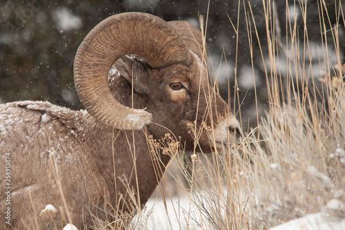 A closeup of a Big Horn Sheep