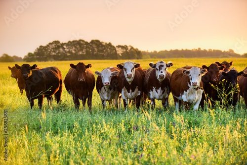 Steers looking at the camera, Pampas, Argentina