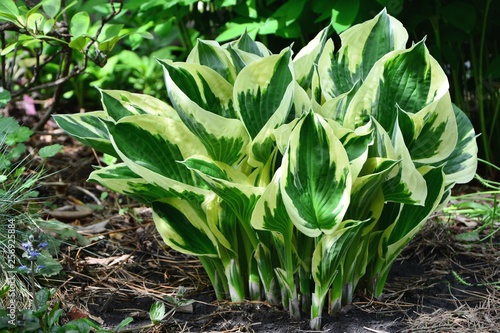 Amazing hosta with yellow and green leaves in the spring garden close-up.