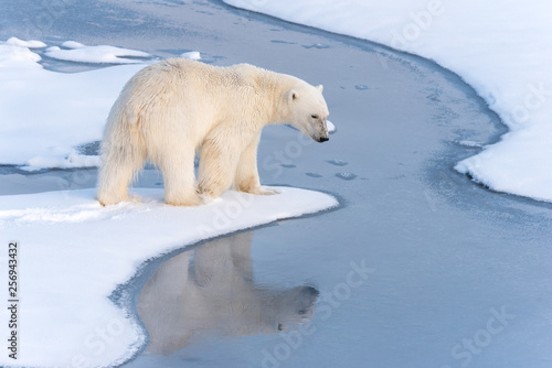 Polar Bear with reflection in thin ice at the ice edge