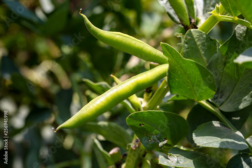  Vicia faba, also known as the broad bean, fava bean or tic bean.