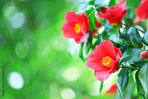 ツバキ 赤い花