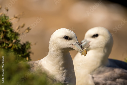 Fulmarus glacialis - northern fulmar