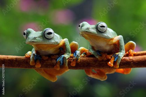 Tree frog, Flying frog on branch