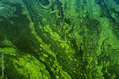 green algae on the surface of the water. flowering water as background or texture