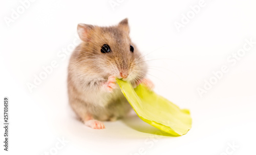 A handsome hamster isolated on a white background. Exotic pet. Mouse rodent pest. Eats dried fruits and seeds