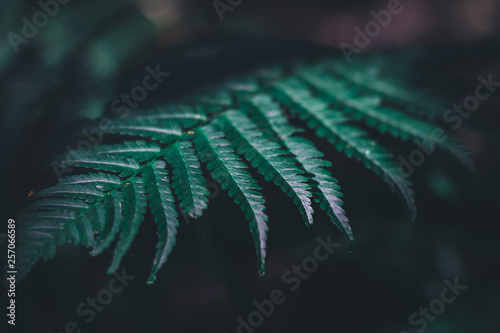 Green fern plant in summer forest nature