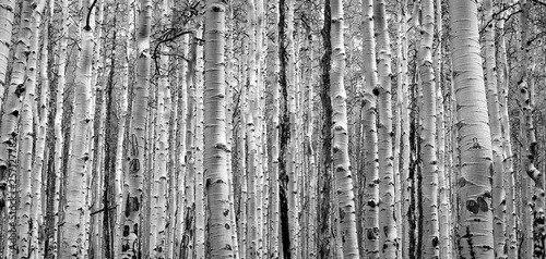 Thick forest of trees create black and white textured background