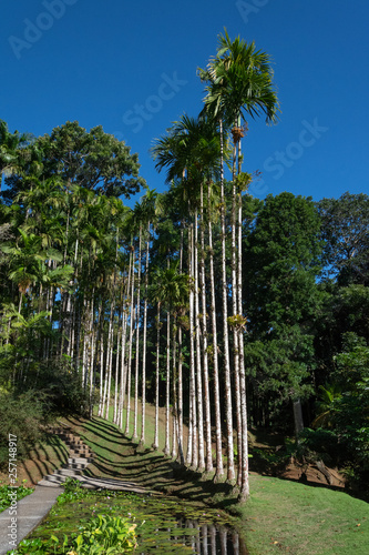 Wysokie palmy w ogrodzie botanicznym na Martynice