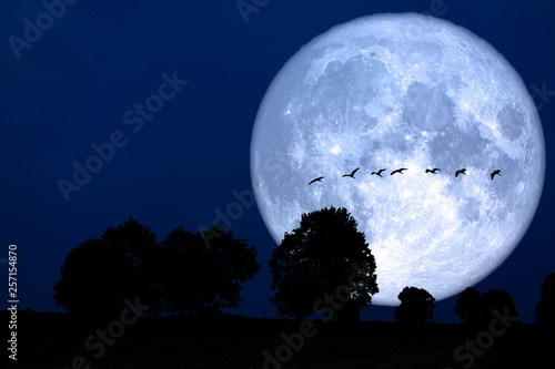 super snow moon back silhouette bird ontree in field