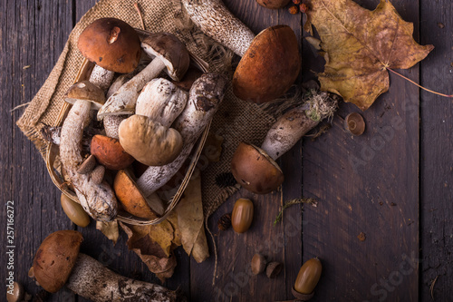 Ceps Mushroom Boletus over Wooden Background. Autumn Boletus edulis Mushrooms close up on wood rustic table. Cooking delicious organic mushroom. Gourmet food