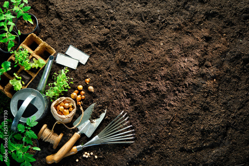 Gardening tools and seedlings on soil