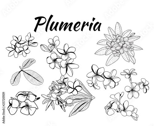 Collection of plumeria flower and leaves, frangipani illustration.