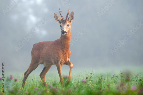 Wild roe deer in the morning fog
