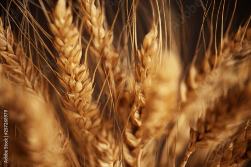 Cereals ears close-up, organic wheat