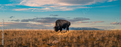 Buffalo Panorama Wildlife