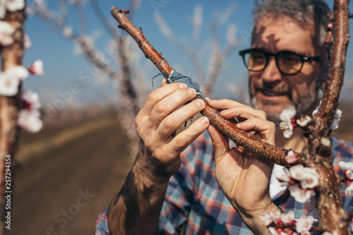 worker grafting tree in orchard